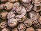 Körtealakú pöfeteg (Lycoperdon pyriforme), Visegrádi-hegység